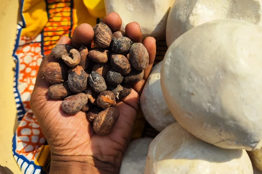 A hand holding shea nuts.
